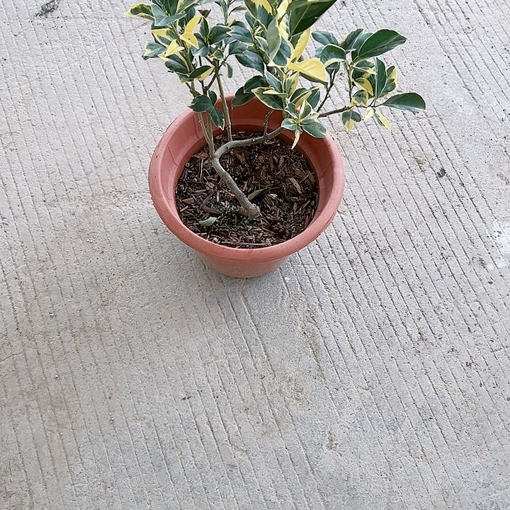 星*哥23456888887777