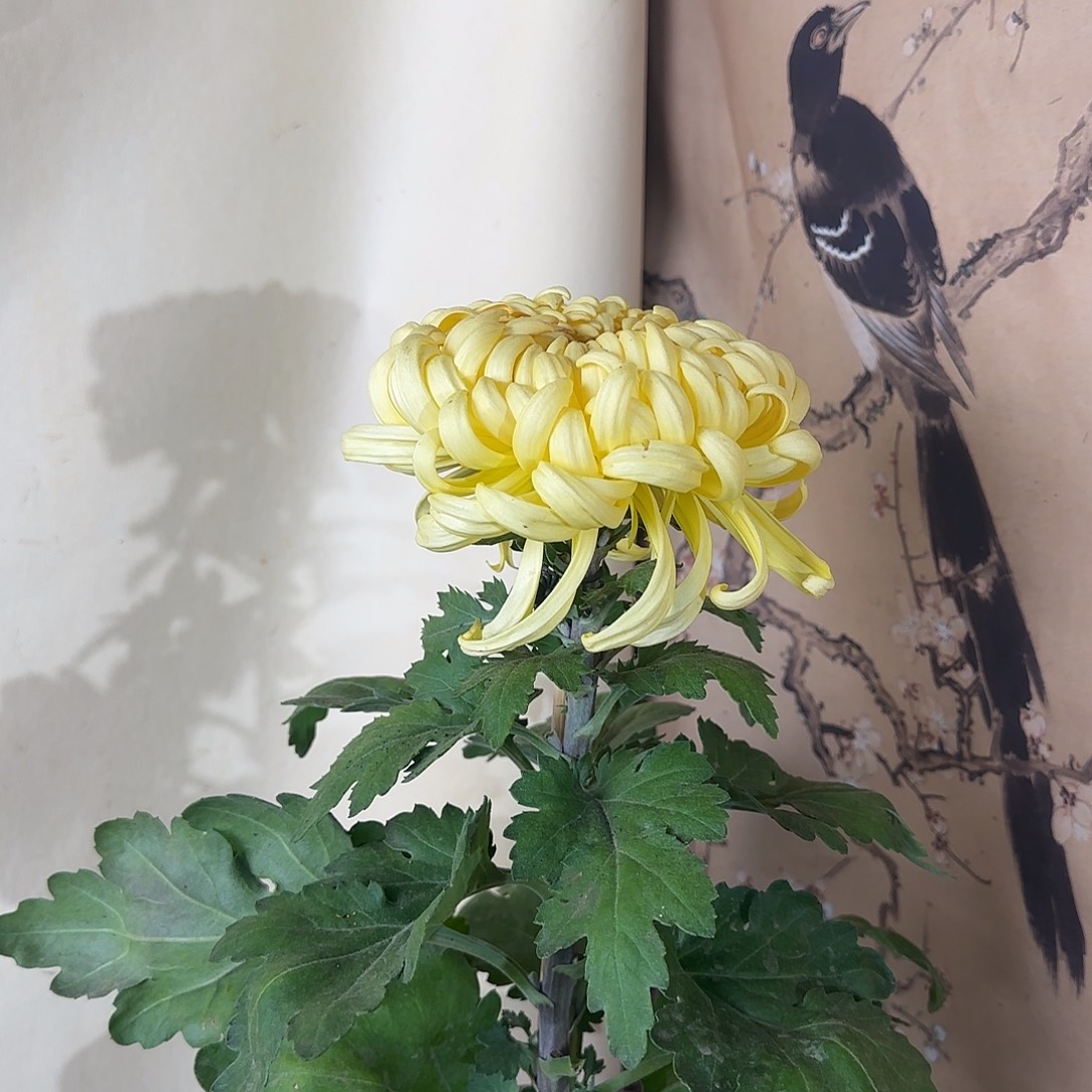 全部花朵C555555荣华