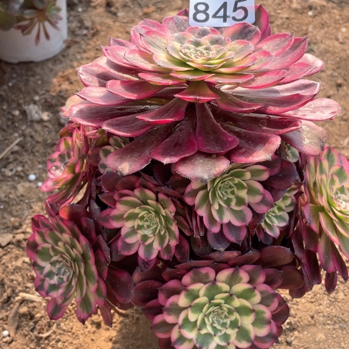 素*843多肉植物月蝉
