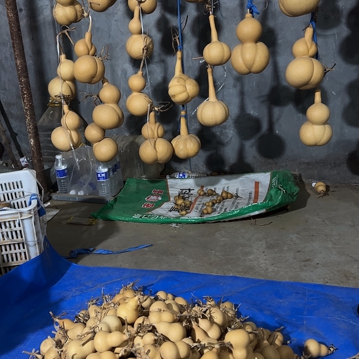 吃***足中号胡芦文玩处理