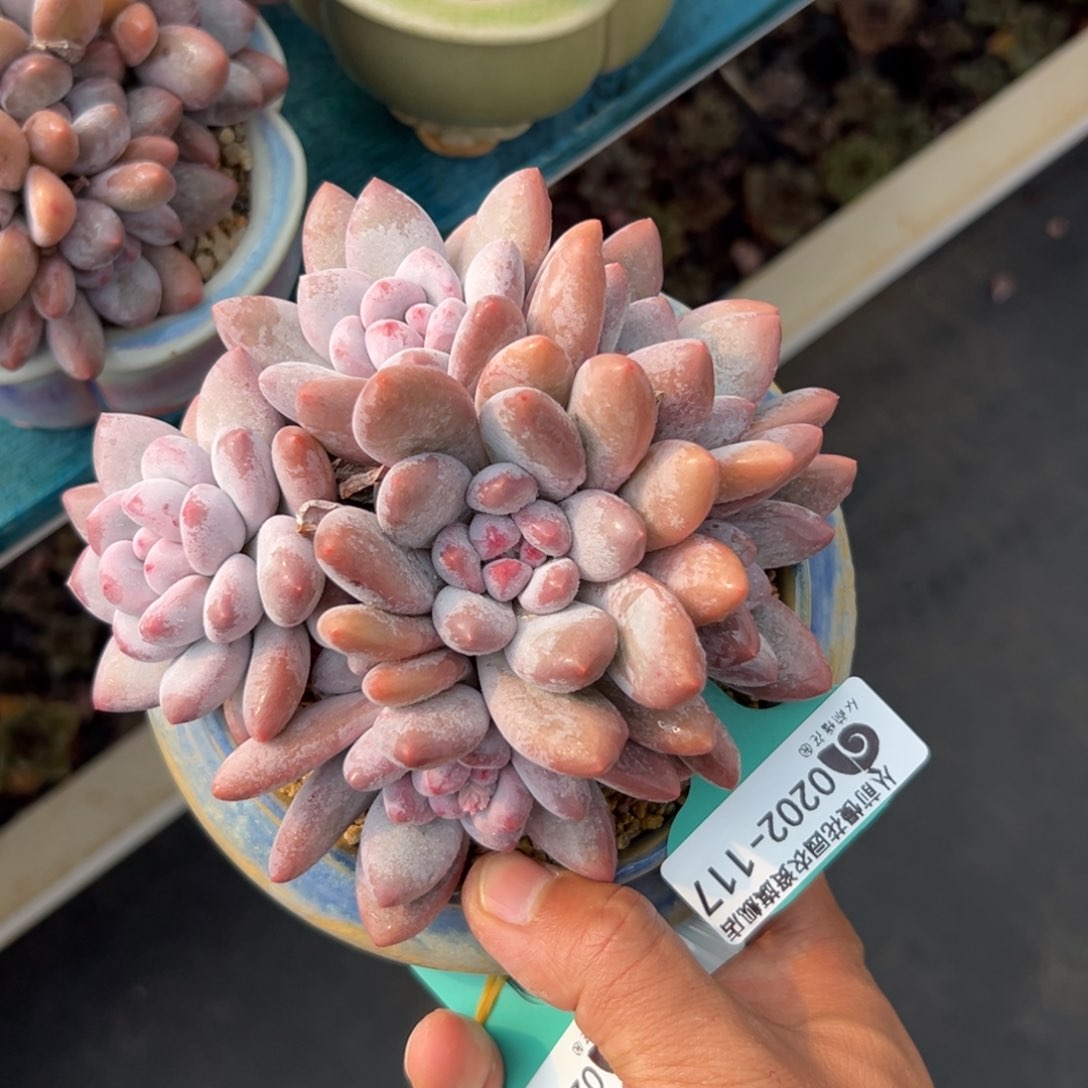 多肉一物一拍0202-117