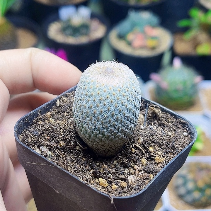 月世界实生球一颗2.2公分