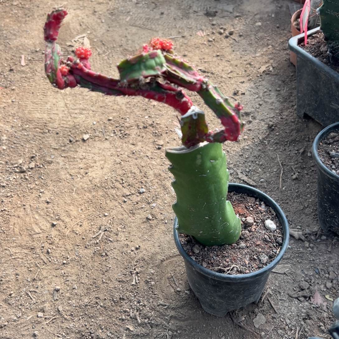 皓***-零零落落 零零落落