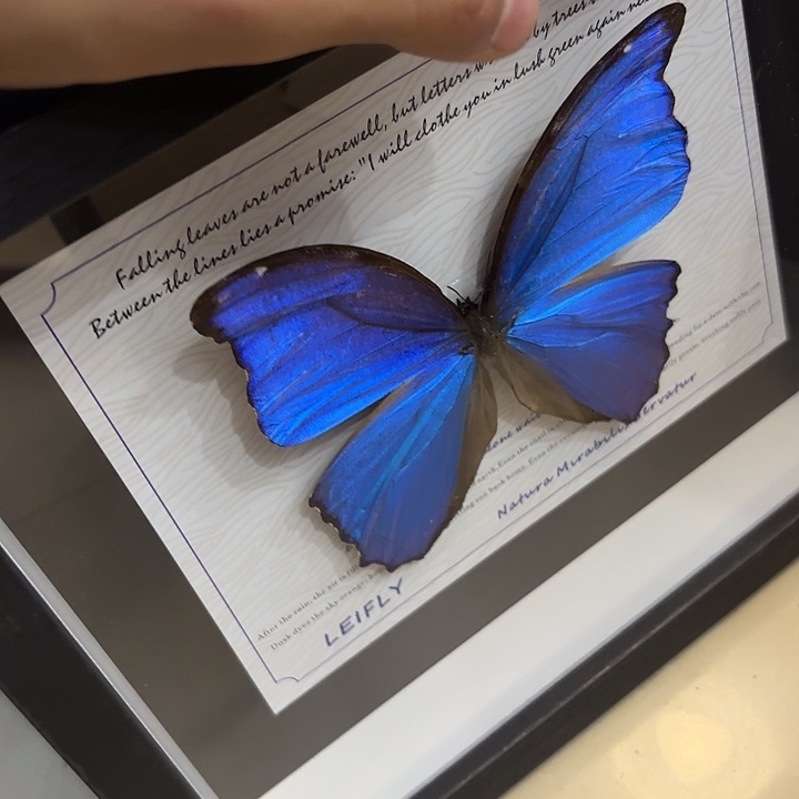 裕***蝴蝶标本定制721@