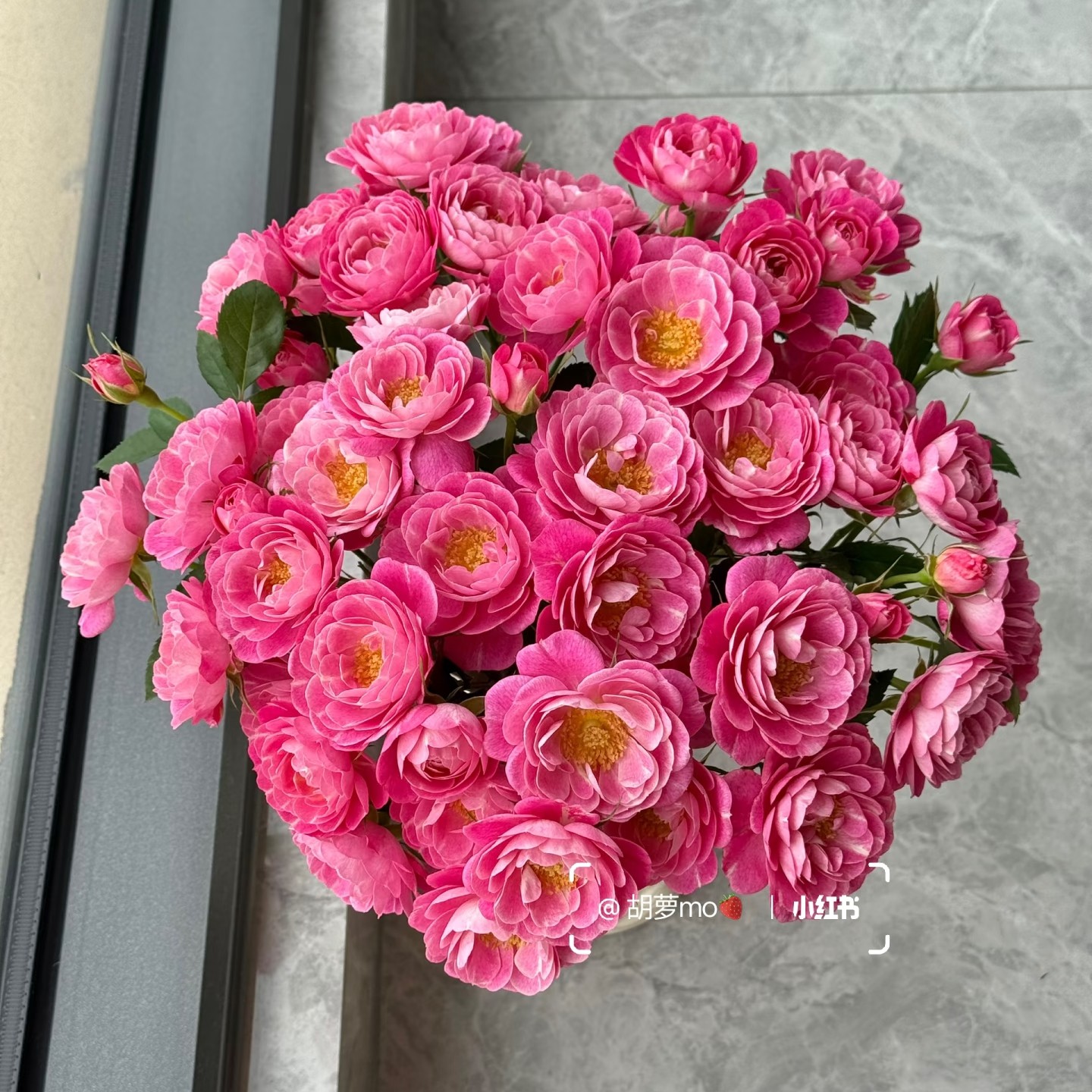 「嘤嘤怪鲜花」彩云间多头玫瑰云南直发顺丰包邮