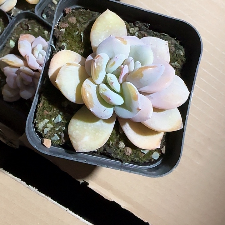 心****师青蛙王子儿童牙膏111