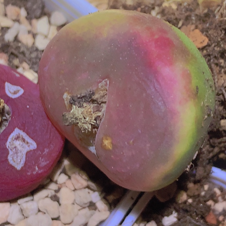 1785889655658658858885458865