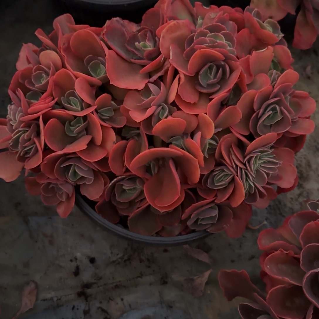 多肉植物多肉植物