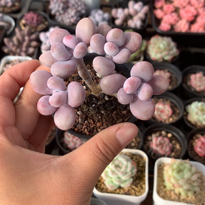 精控桃蛋一物一拍