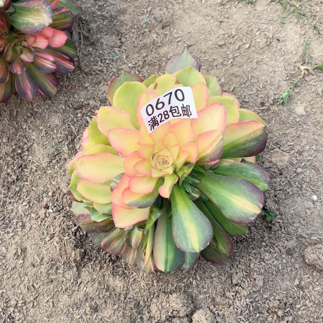 A. 0670流星雨花脸多肉