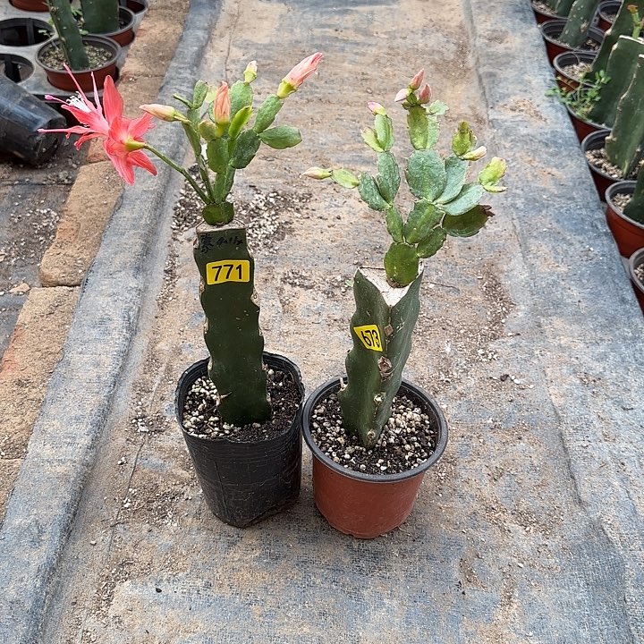 771+673嫁接蟹爪兰：索菲亚+035