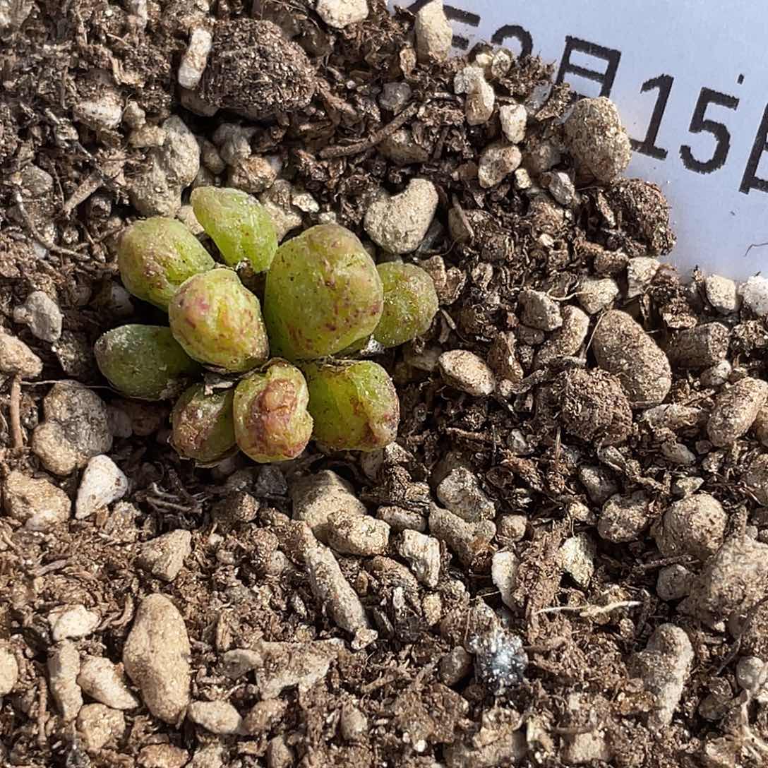 15-20斑马多肉植物