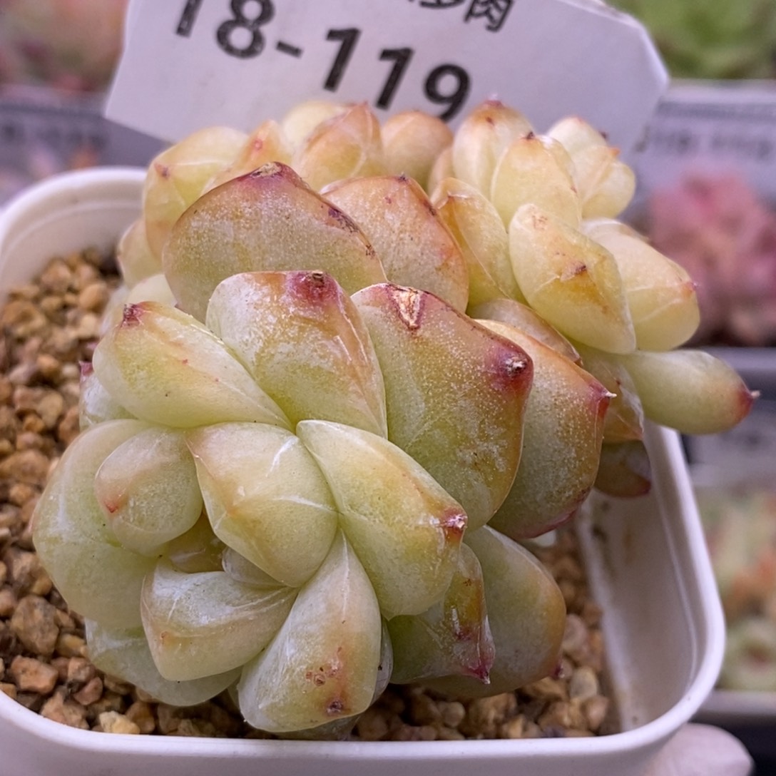 【闪购商品】18-119