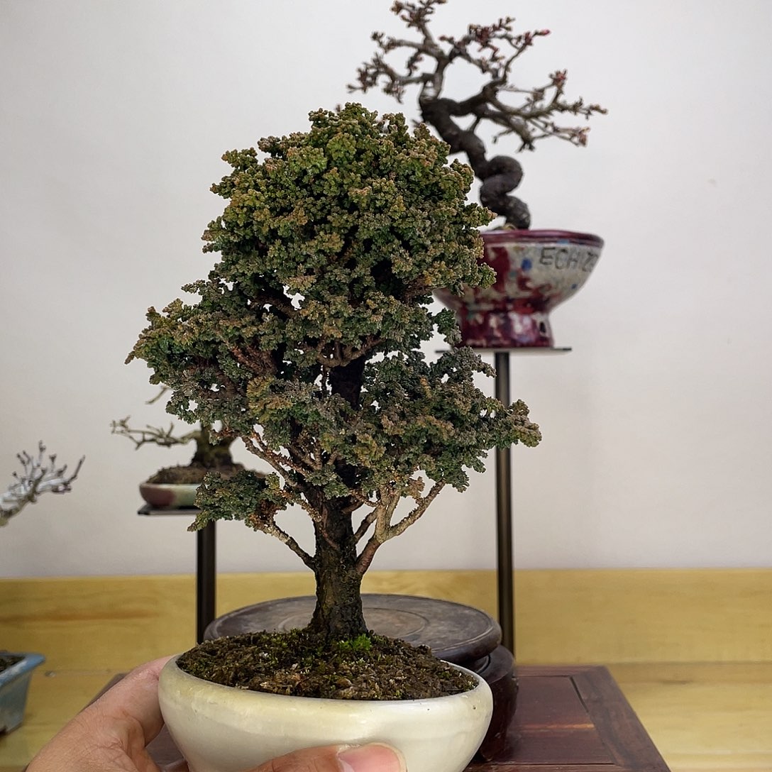 木本石化檜盆景盆栽