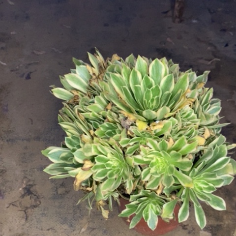 艳宁多肉植物097