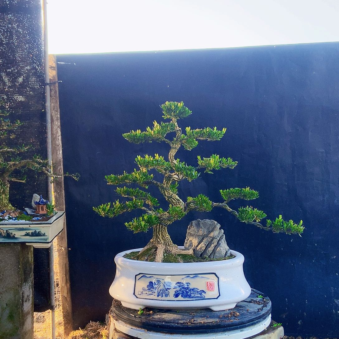 无花朵用****3黄杨黄杨黄杨黄杨