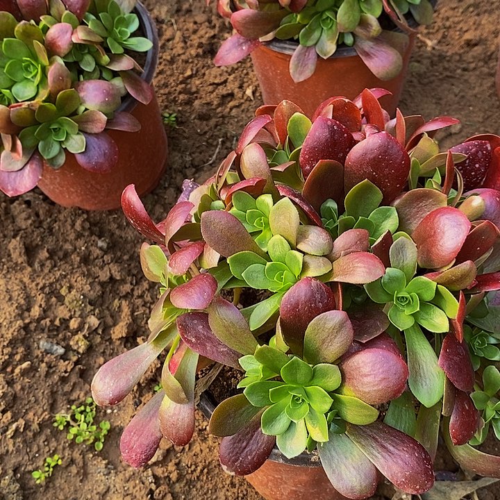 色戒玫瑰法师手捧