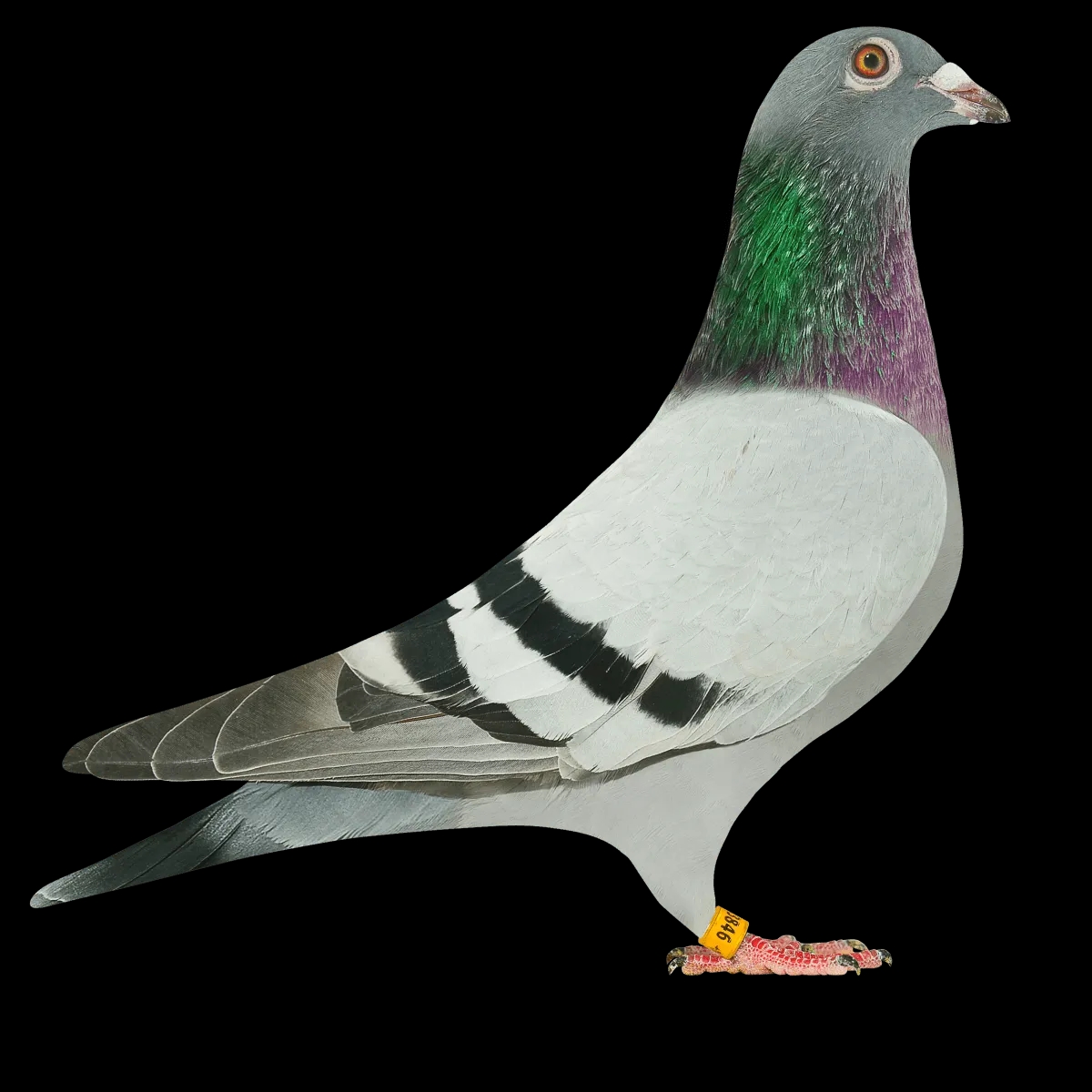 信鸽，两只，以直播间实物为准