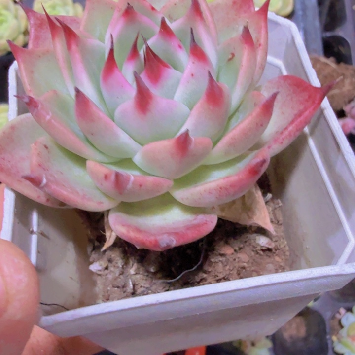 托斯卡样品一颗福利