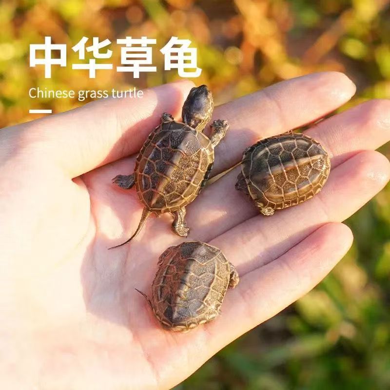 中华金线草龟干苗一对