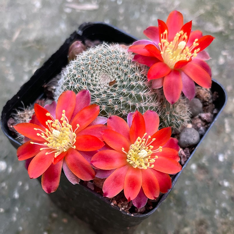 新品宝山属仙人球KAS165好养爱开花不扎手小型球不占阳台空间对版