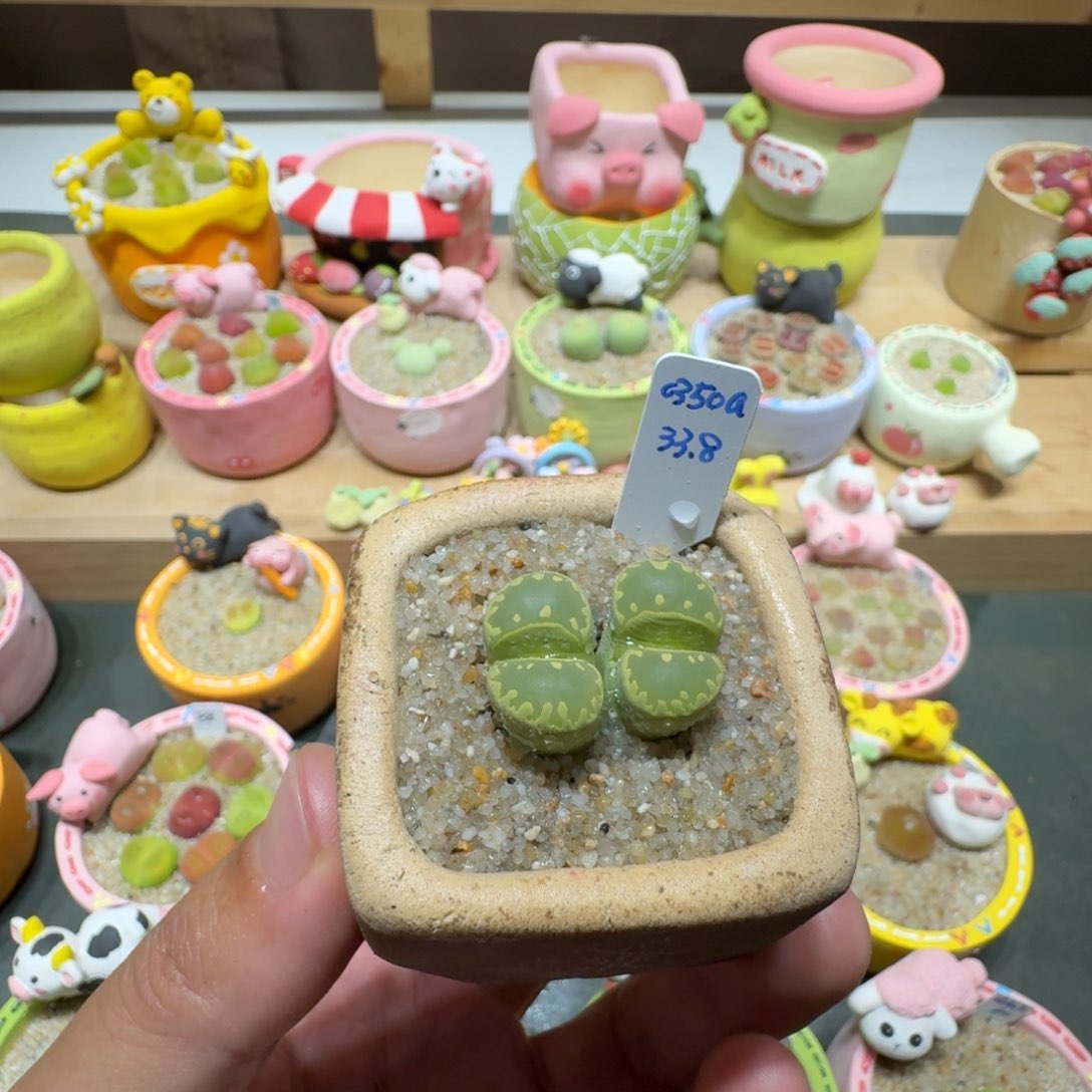 蘑菇206绿大牙绿大牙