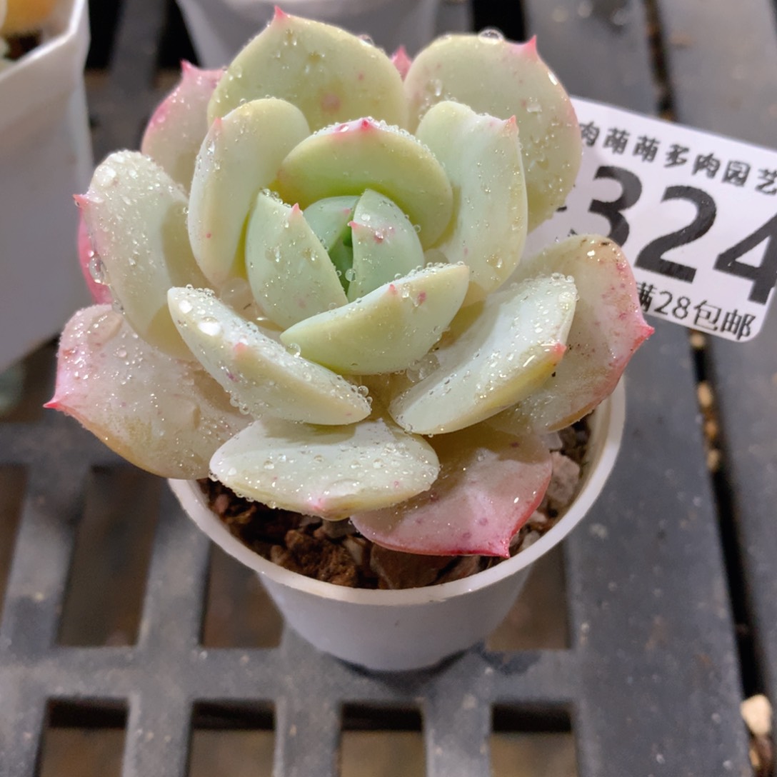 肉萌萌拇指盆精控多肉ZC324