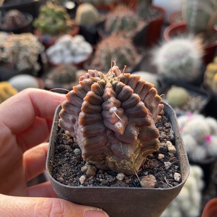 仙人球一物一拍自根