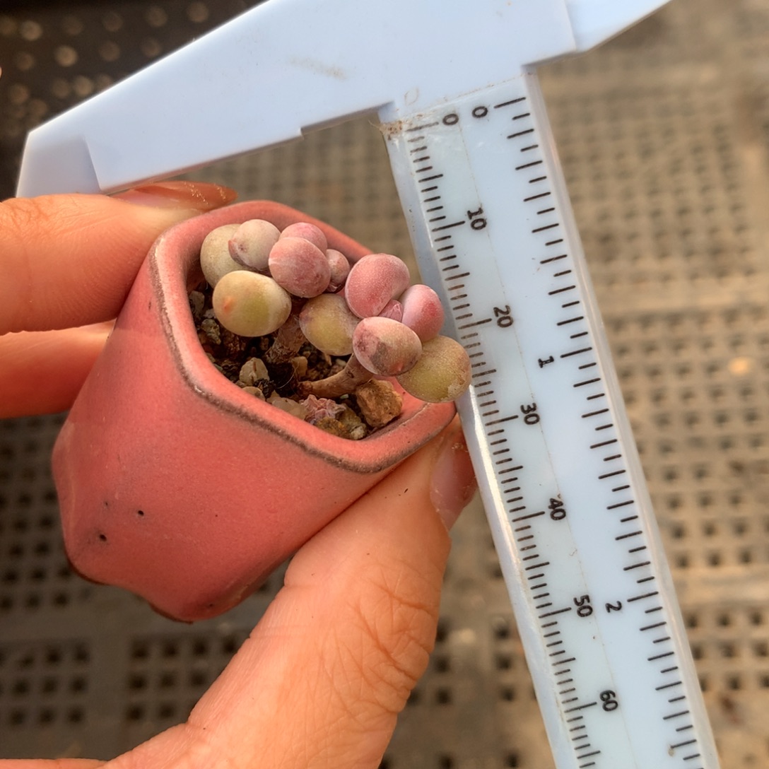 晒了 瑕疵不售后 不凑满28元发一片叶 不售后 到付