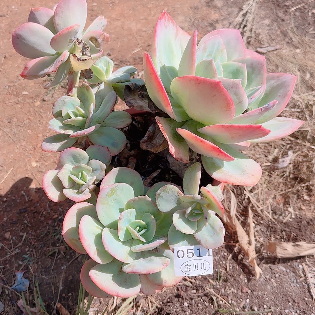 0511号包邮的时候我就在