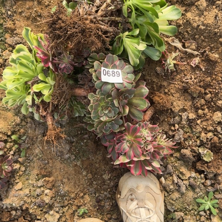 689 清棚处理不包断枝