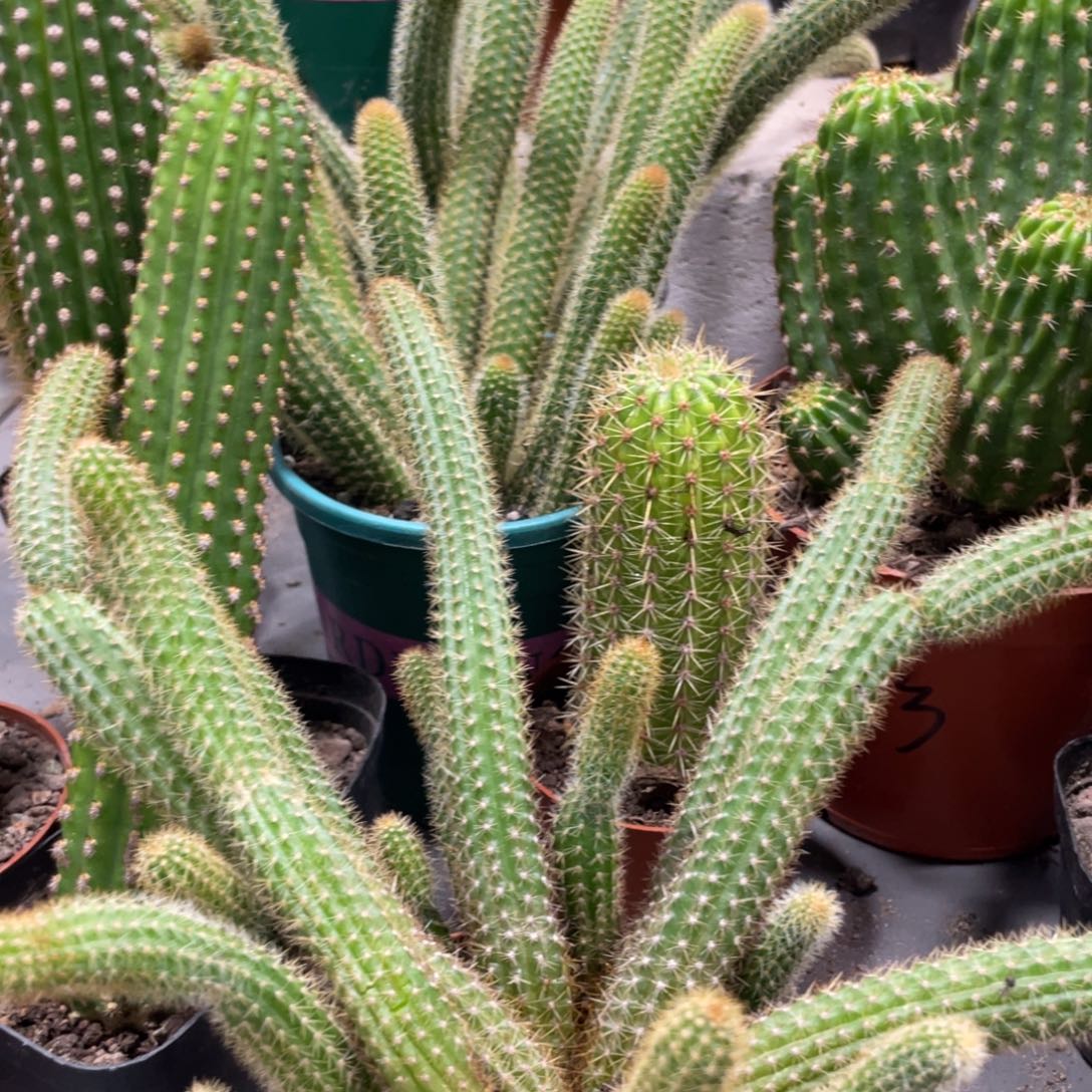 新品群生橙仙子金妞大杯