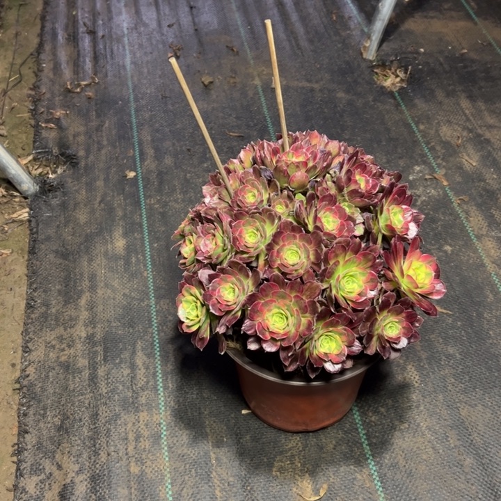 13安娜多肉多肉多肉