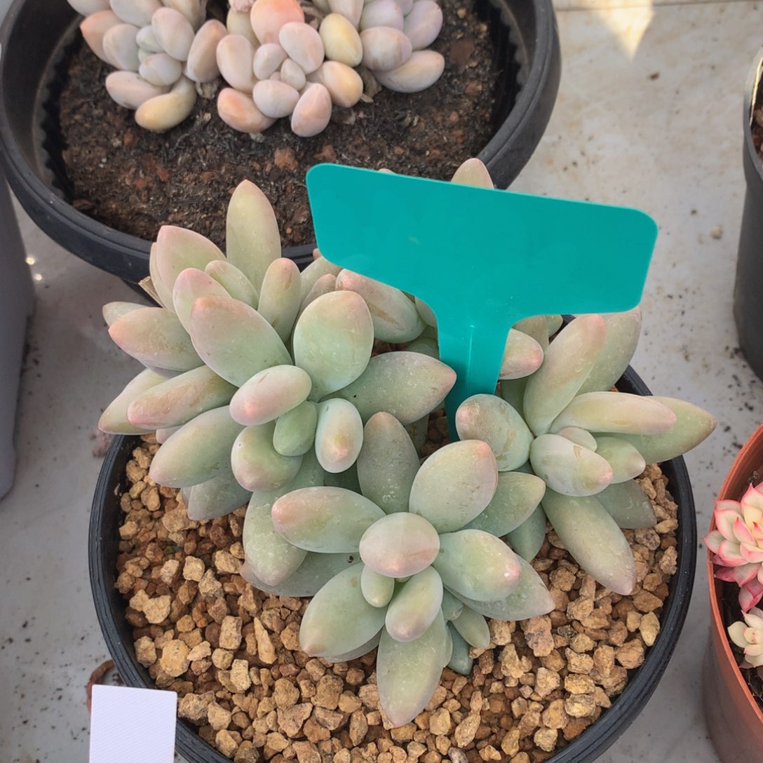 白兰地6262627272727