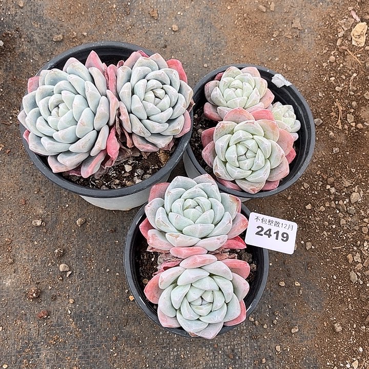 阿雅园艺。   2419