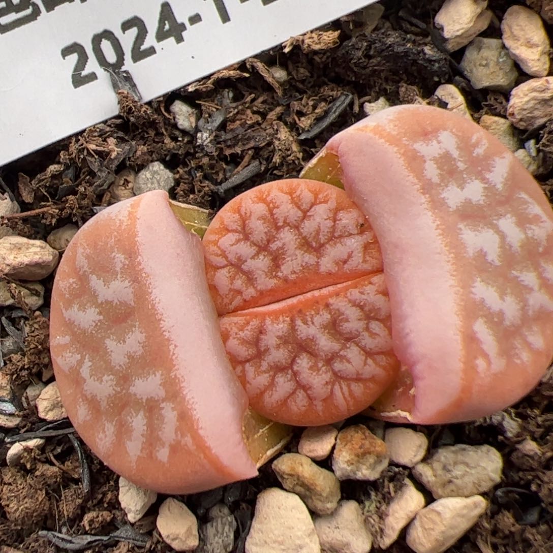 0359号 拿铁多肉植物