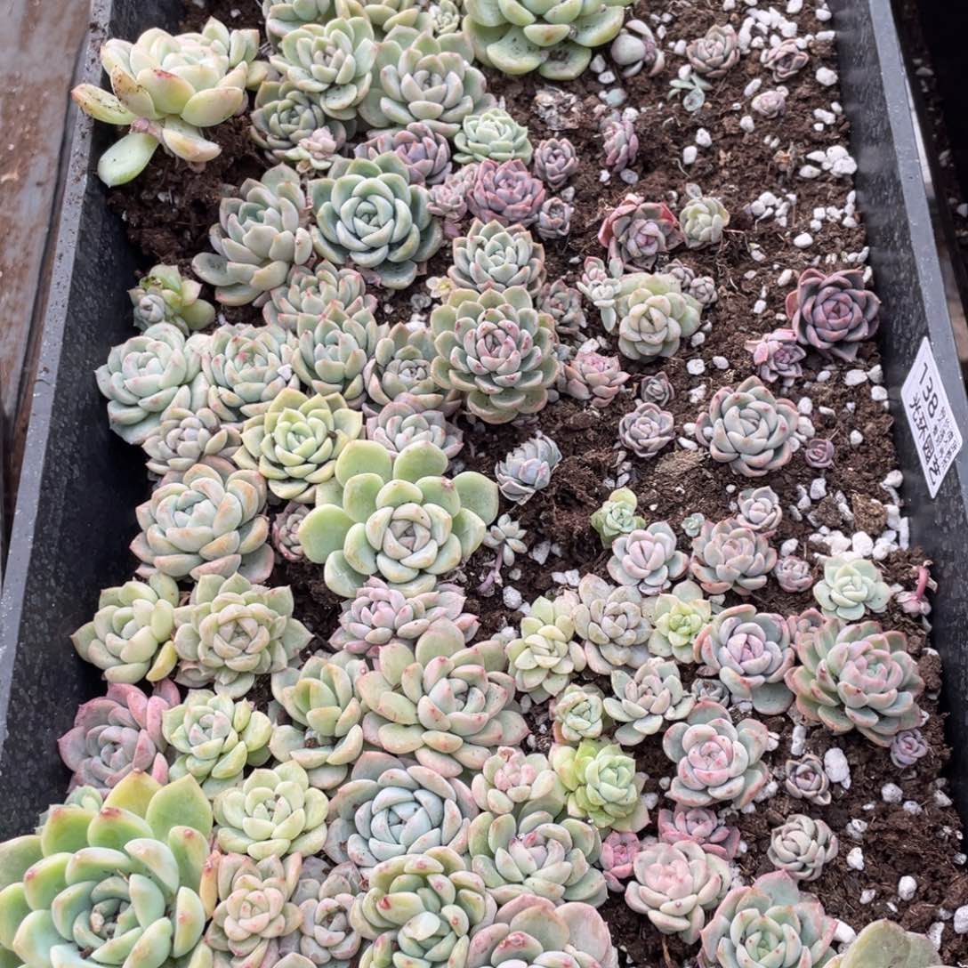 138 欧泊播种一筐特价，不包保温不包售后