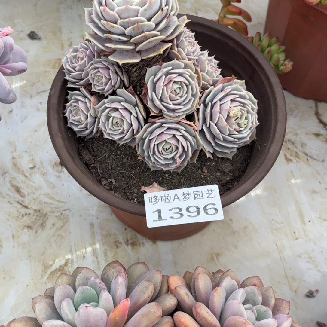 开开心心每一天象牙