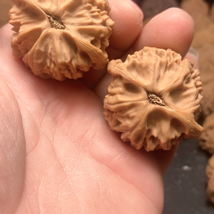 【闪购商品】月*天地园