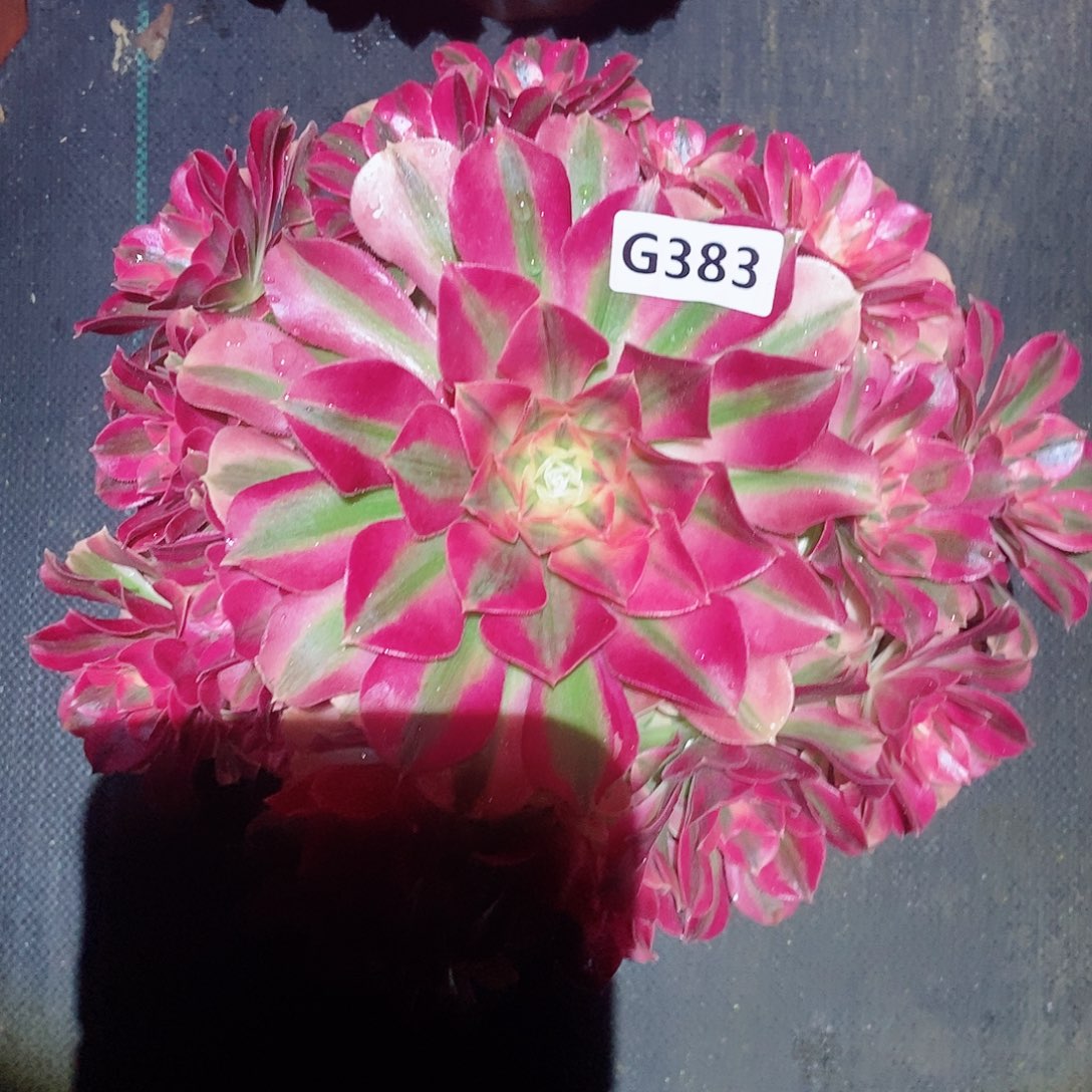 红陶383女巫4多肉