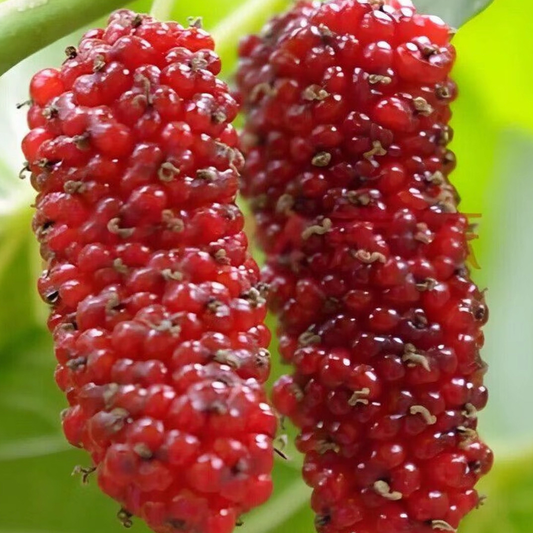 红如意 黑钻石 金香牛奶桑甚树苗开春结果