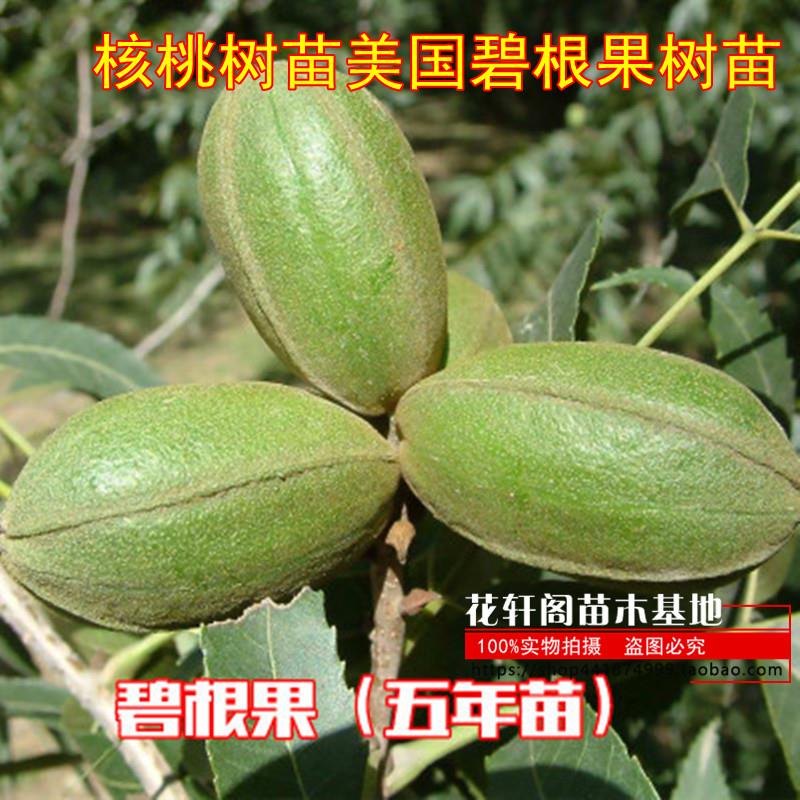 美国碧根果树苗嫁接苗长寿果当年结果南方北方种植盆栽
