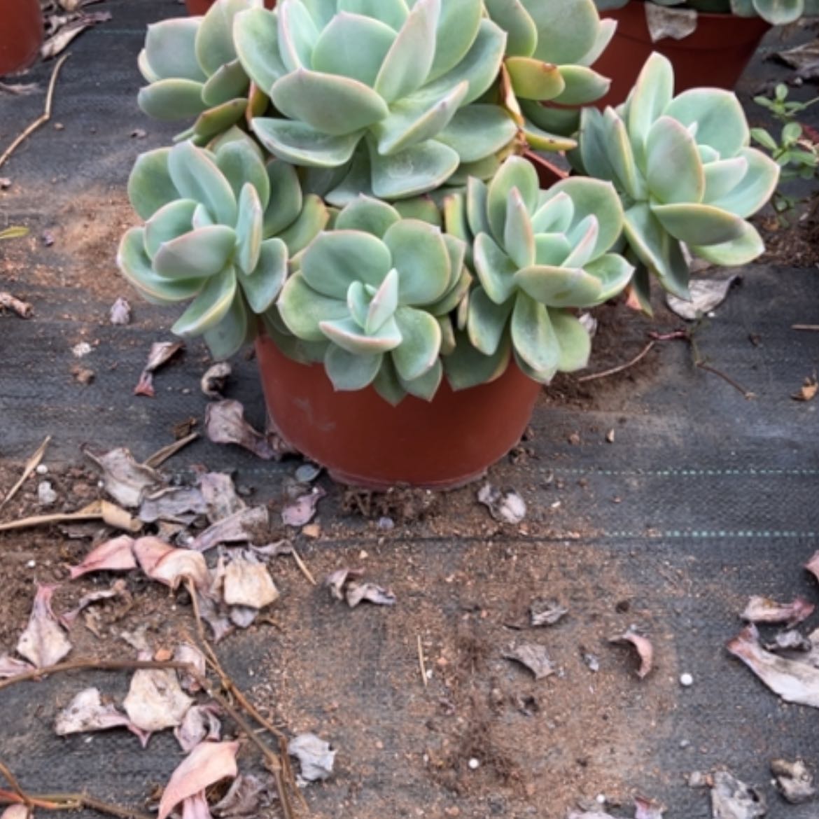 【闪购商品】王****鸡凤