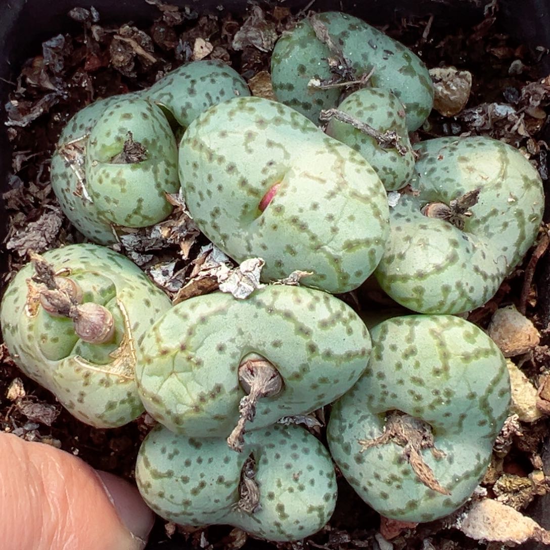 【闪购商品】1777……