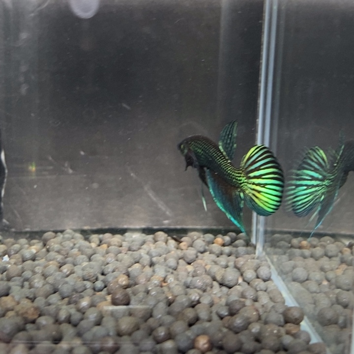 斗鱼泰国斗鱼472号