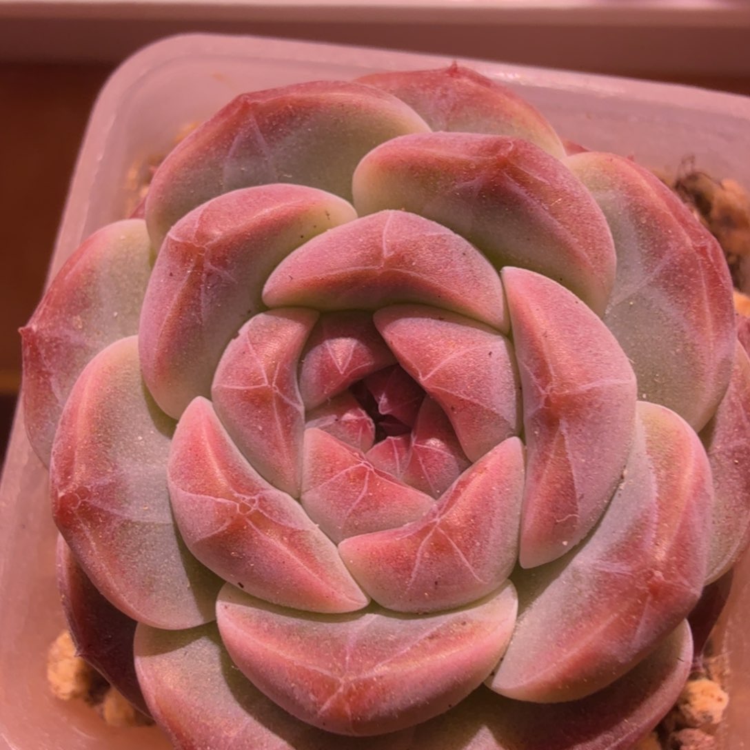 冰魄多肉植物一物一拍