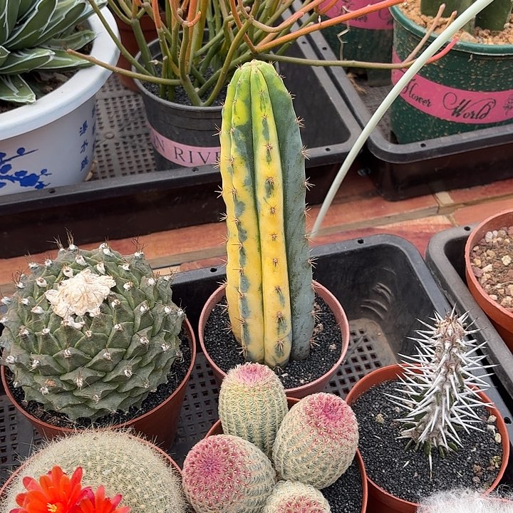 多闻柱仙人球123