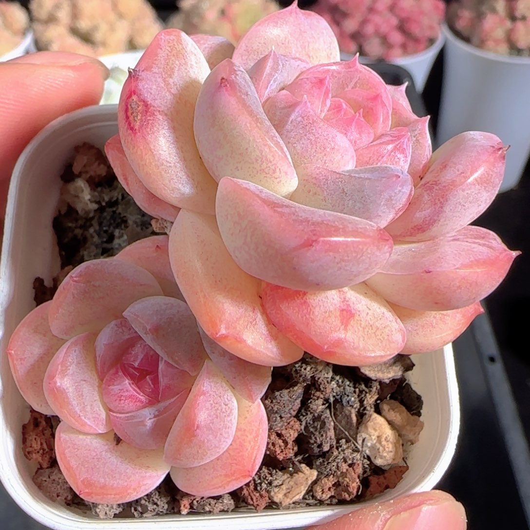 多肉1227-81微瑕福利