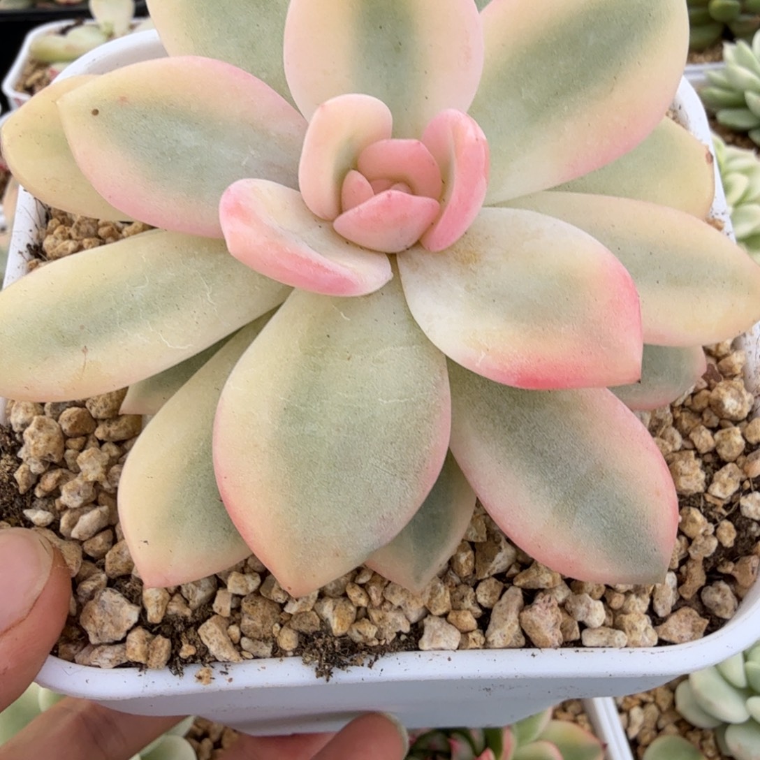 宽锦梦露锦多肉锦