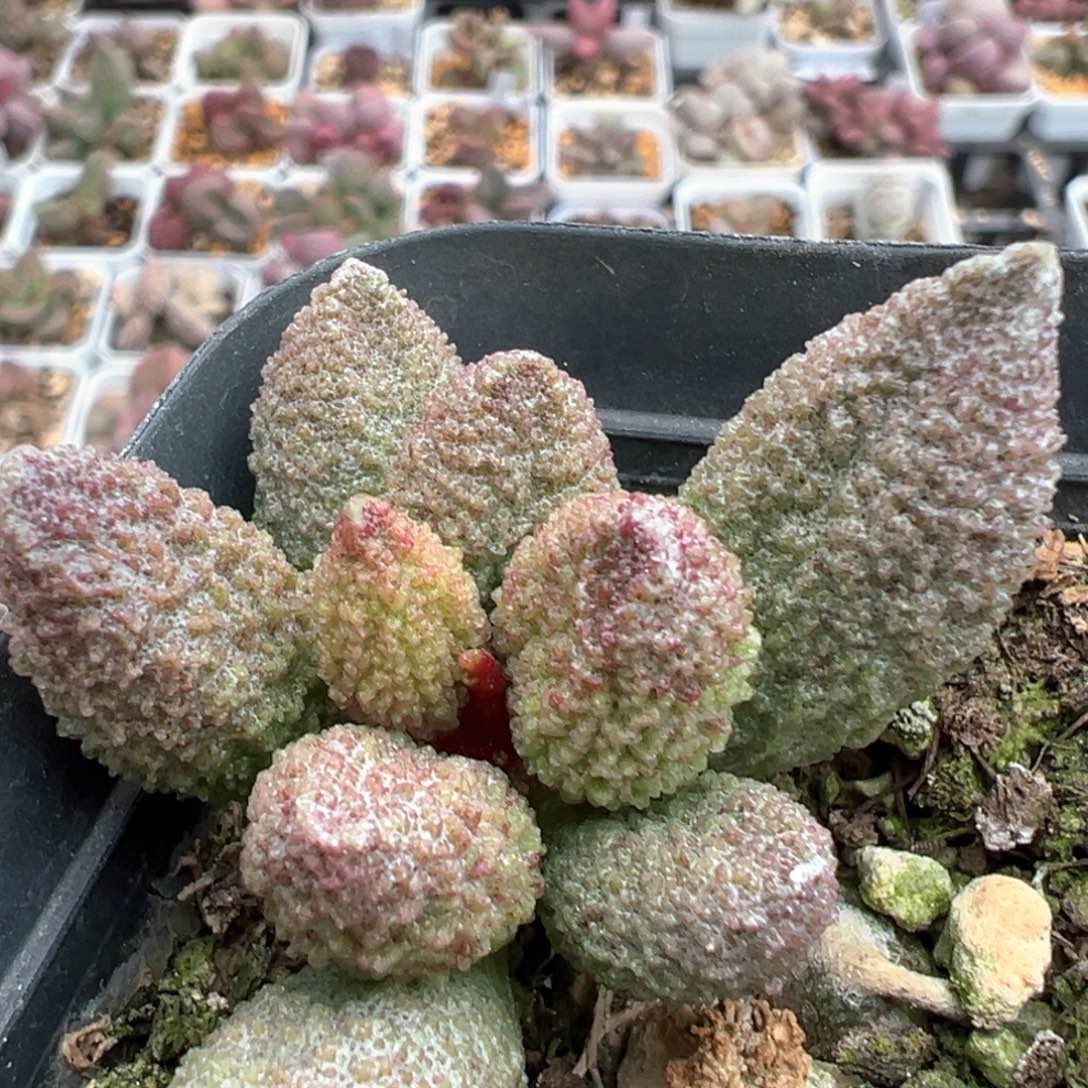 实生新品多肉植物水泡